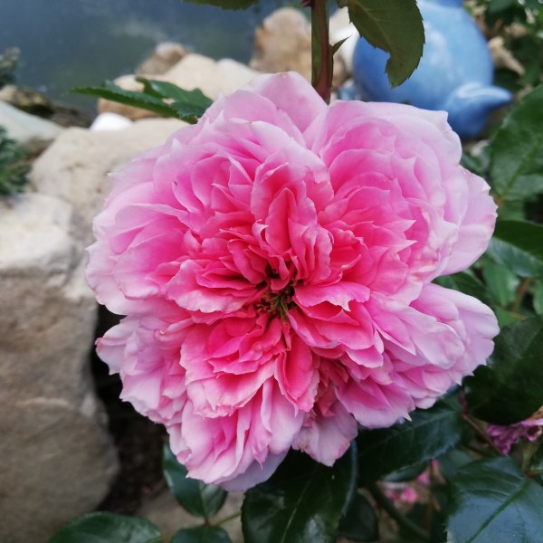 Ч-049 - Роза гол корен