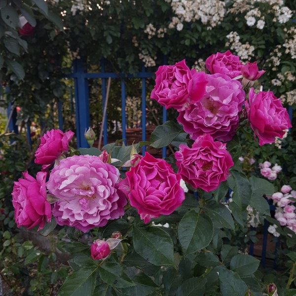 Ч-051 - Роза в саксия 3 л