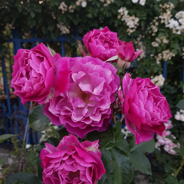 Ч-051 - Роза в саксия 7 л