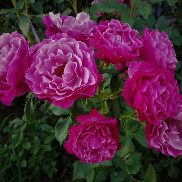 Ч-051 - Роза гол корен