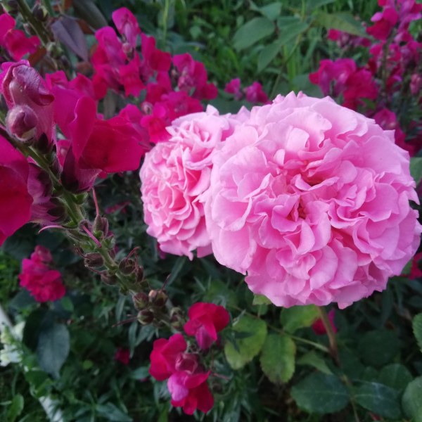 Ч-056 - Роза в саксия 3 л