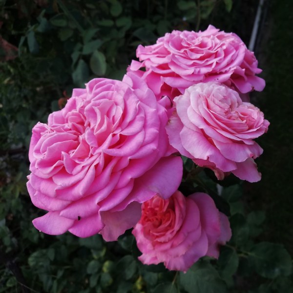 Ч-056 - Роза в саксия 7 л