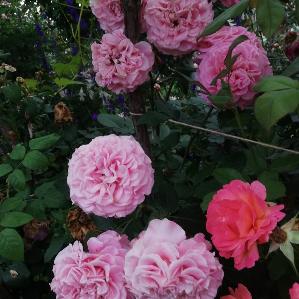 Ч-056 - Роза гол корен