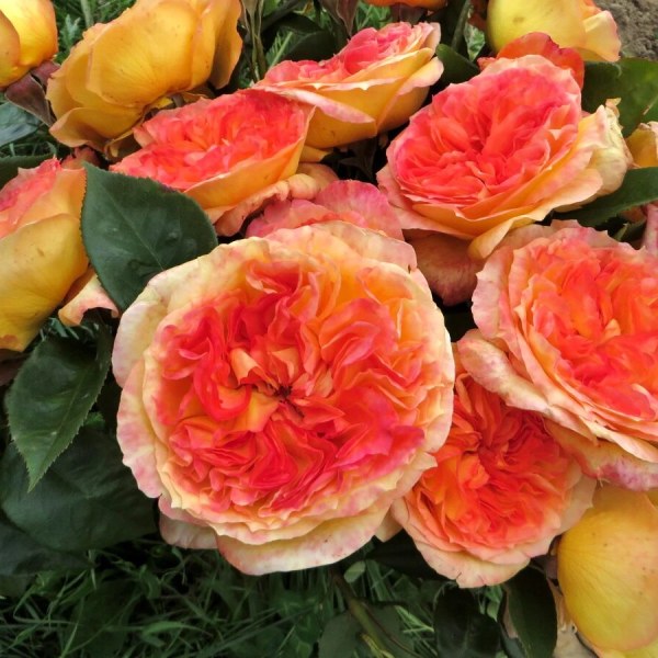 Ч-060 - Роза гол корен