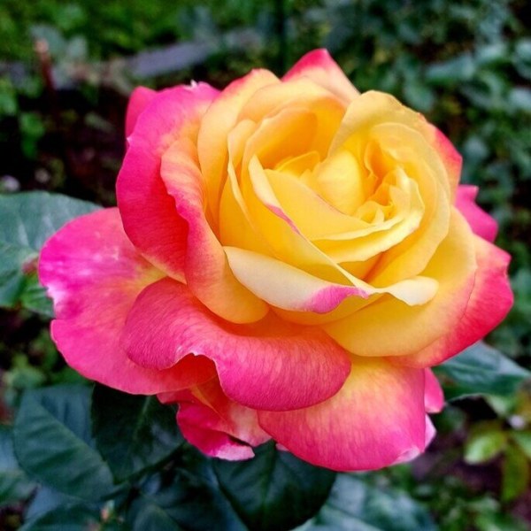 Ч-068 - Роза в саксия 3 л