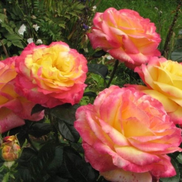 Ч-068 - Роза в саксия 7 л