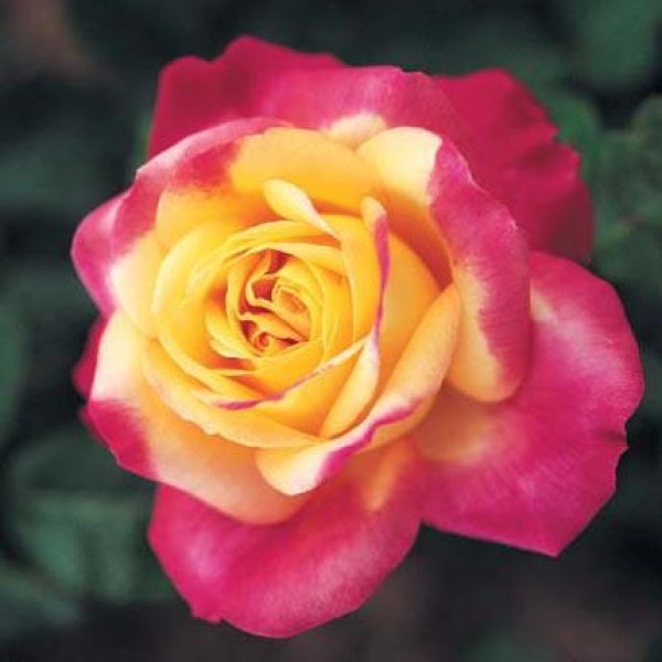 Ч-068 - Роза гол корен