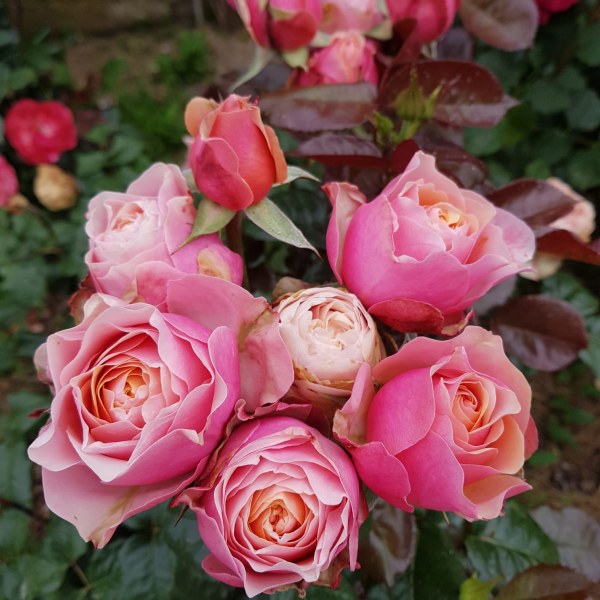 Ч-080 - Роза в саксия 3 л