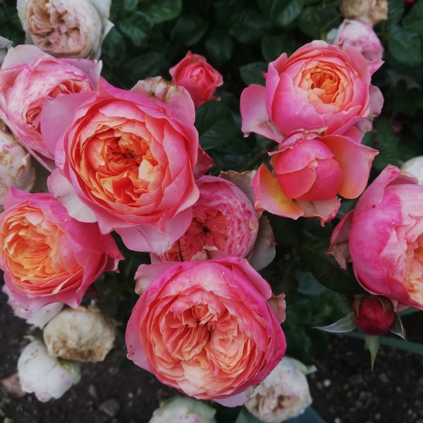 Ч-080 - Роза в саксия 7 л