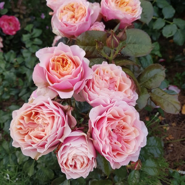 Ч-080 - Роза гол корен