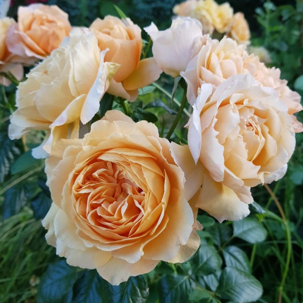 Ч-090 - Роза в саксия 7 л