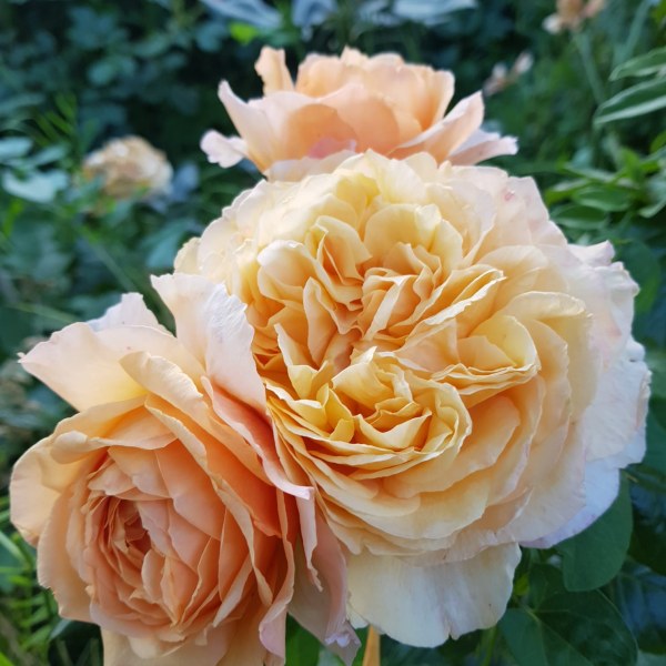 Ч-090 - Роза гол корен