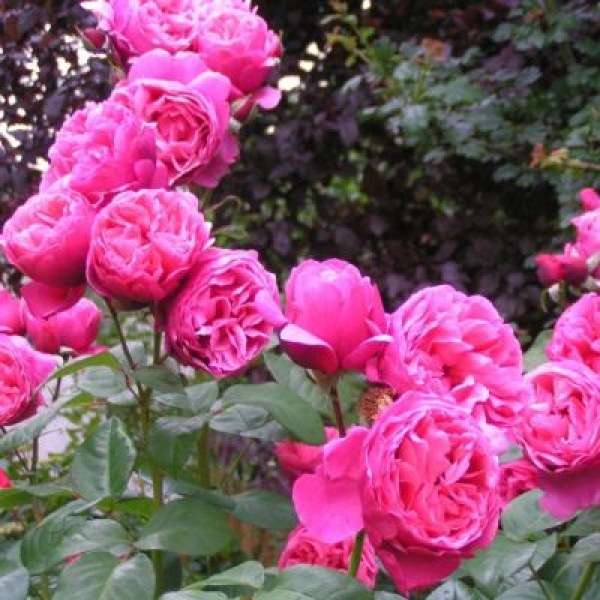 Ч-103 - Роза в саксия 7 л