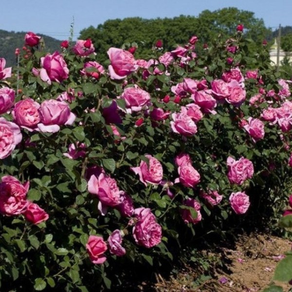 Ч-103 - Роза гол корен