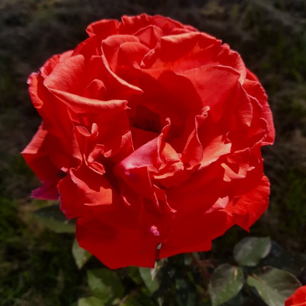 Ч-107 - Роза в саксия 3 л