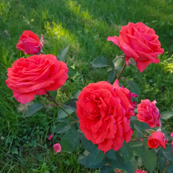 Ч-107 - Роза в саксия 7 л