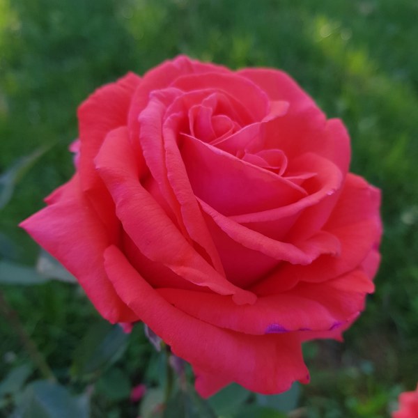 Ч-107 - Роза гол корен