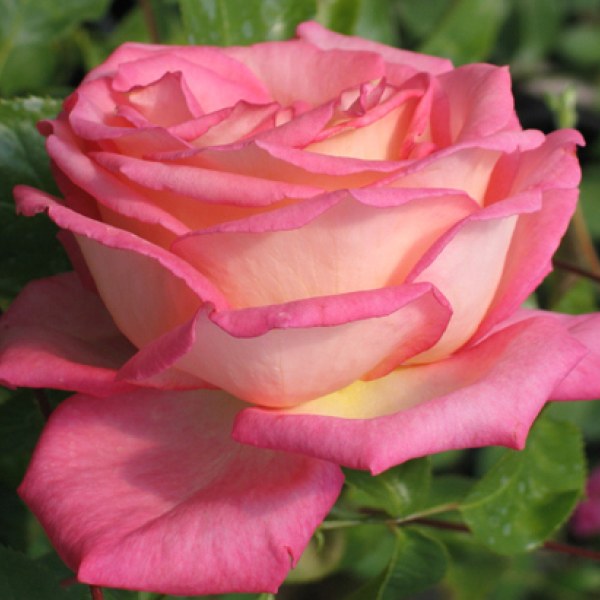 Ч-109 - Роза в саксия 3 л