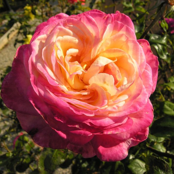 Ч-109 - Роза в саксия 7 л