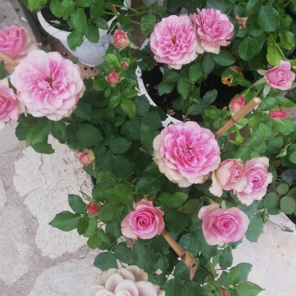 Ч-136 - Роза в саксия 3 л