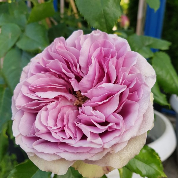 Ч-136 - Роза в саксия 7 л