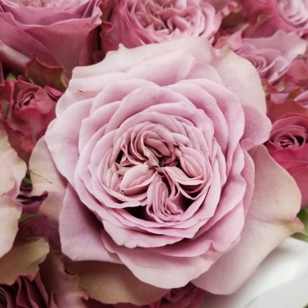 Ч-136 - Роза гол корен