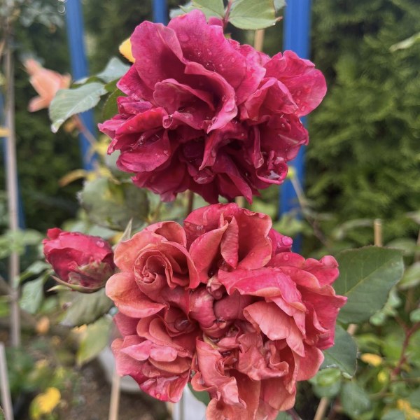 Ч-138 - Роза в саксия 3 л