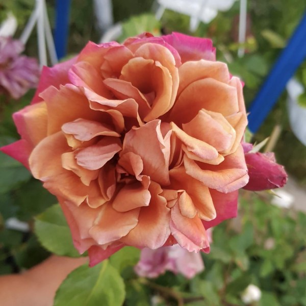 Ч-138 - Роза в саксия 7 л