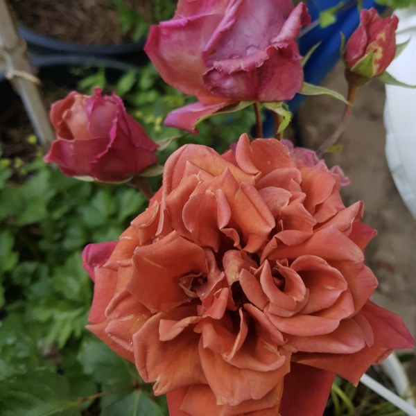 Ч-138 - Роза гол корен