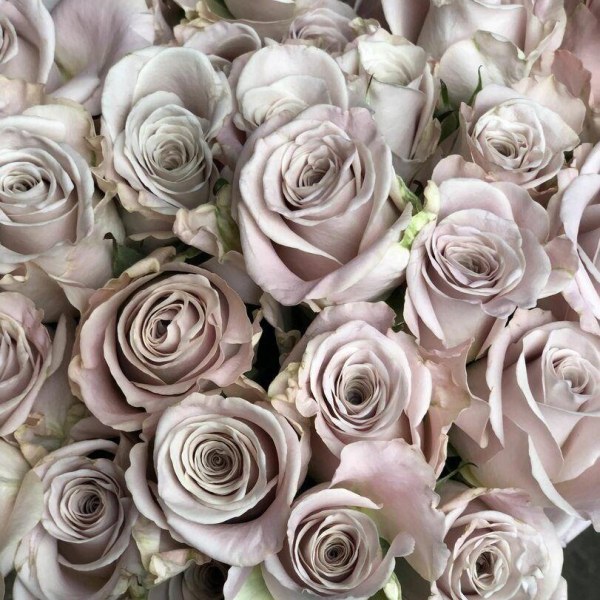 Ч-139 - Роза в саксия 3 л