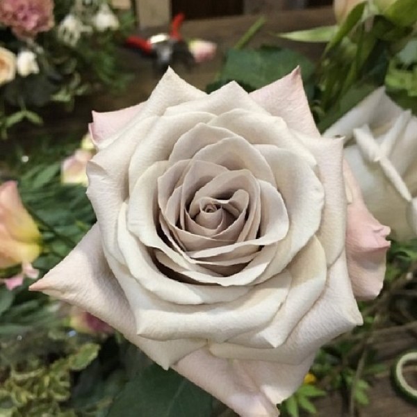 Ч-139 - Роза в саксия 7 л