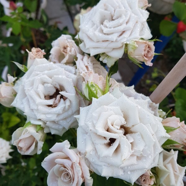 Ч-139 - Роза гол корен