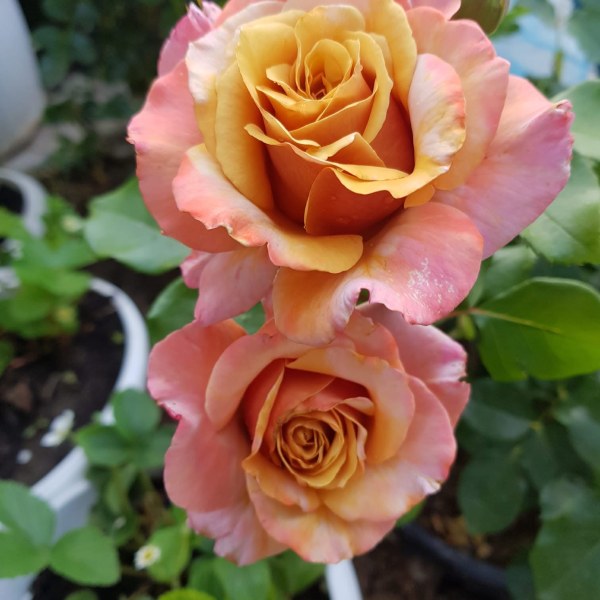 Ч-140 - Роза в саксия 3 л