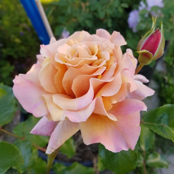 Ч-140 - Роза в саксия 7 л