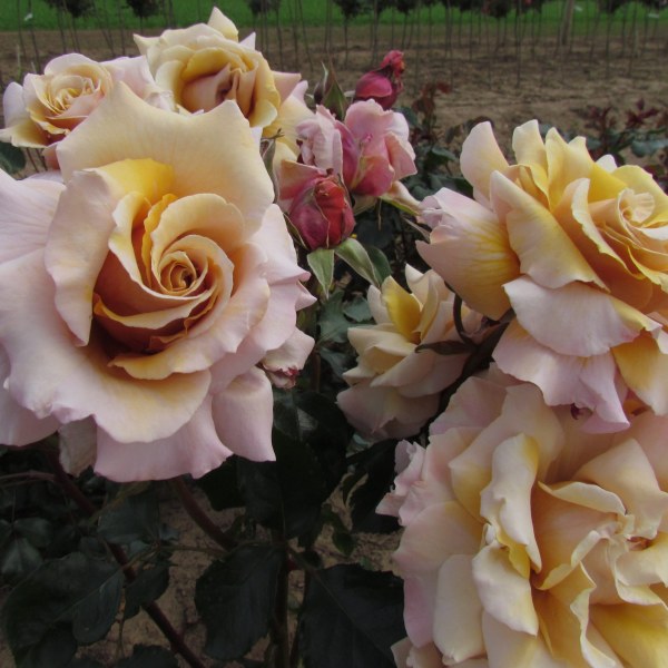 Ч-140 - Роза гол корен