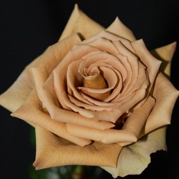 Ч-141 - Роза в саксия 3 л