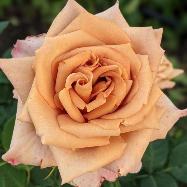 Ч-141 - Роза в саксия 7 л