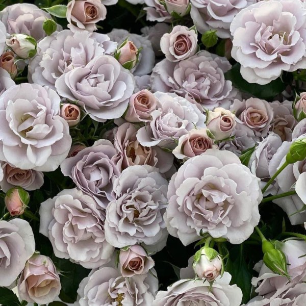 Ч-142 - Роза в саксия 3 л