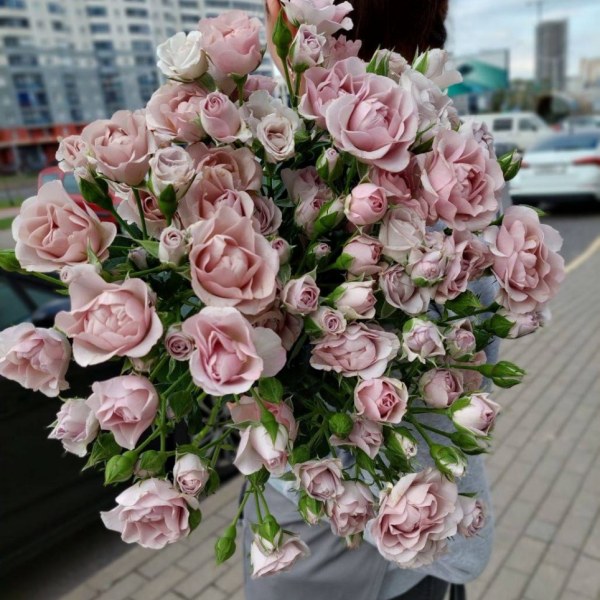 Ч-142 - Роза в саксия 7 л