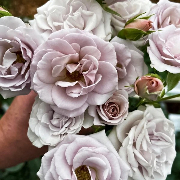 Ч-142 - Роза гол корен