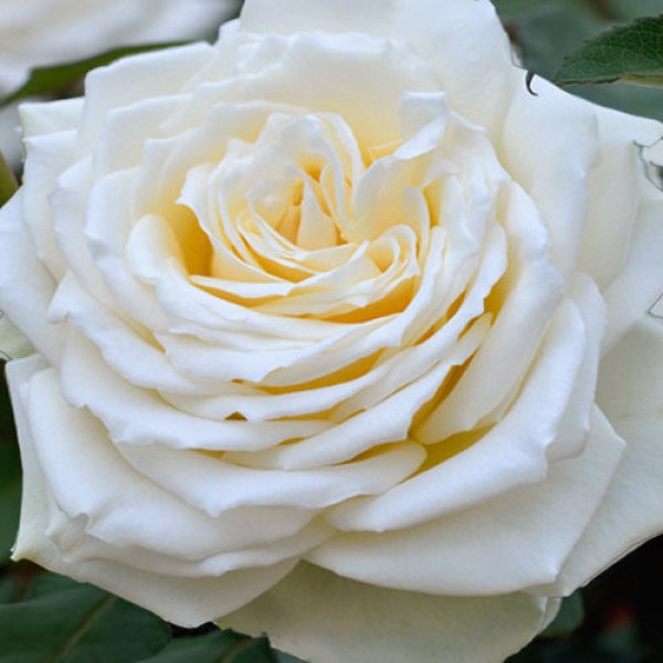 Ч-144 - Роза в саксия 3 л