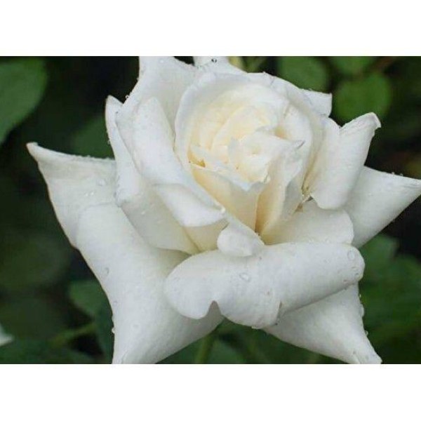 Ч-144 - Роза в саксия 7 л