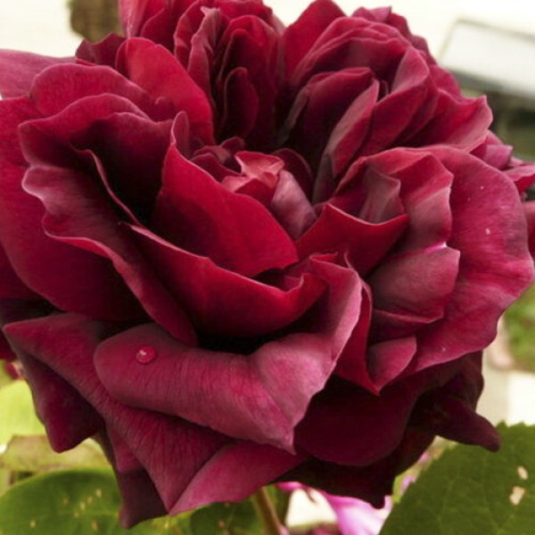 Ч-145 - Роза в саксия 3 л