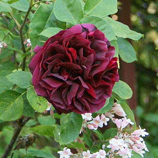 Ч-145 - Роза в саксия 7 л