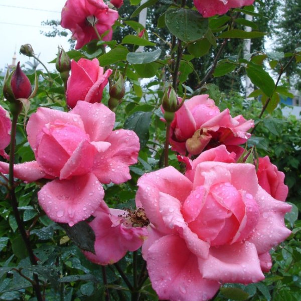 Ч-146 - Роза в саксия 3 л