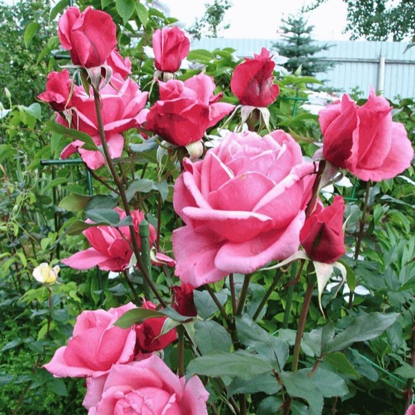 Ч-146 - Роза в саксия 7 л