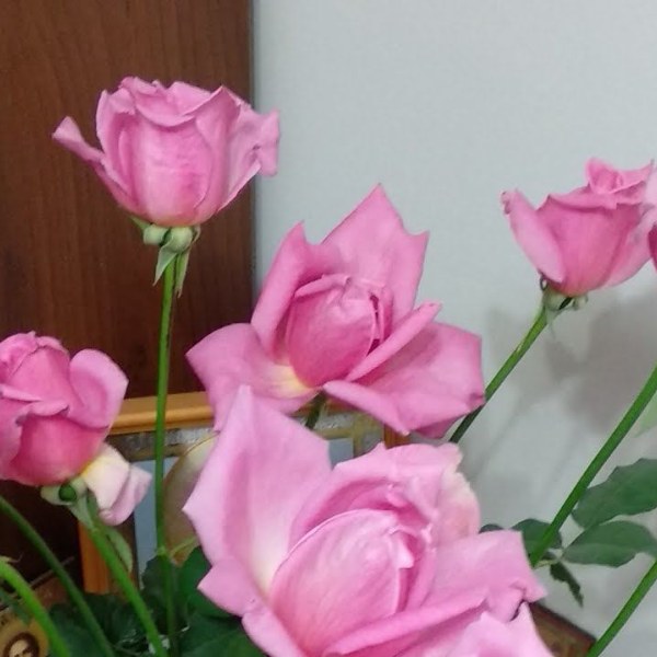 Ч-146 - Роза гол корен