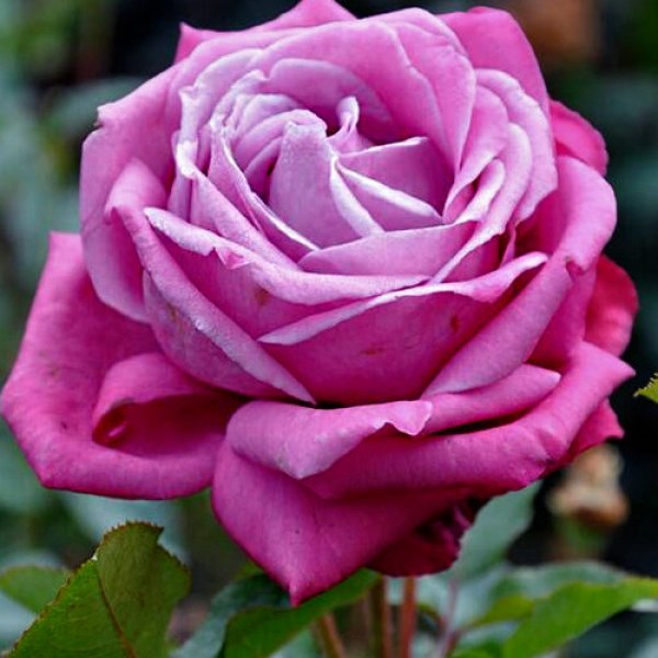 Ч-147 - Роза в саксия 3 л