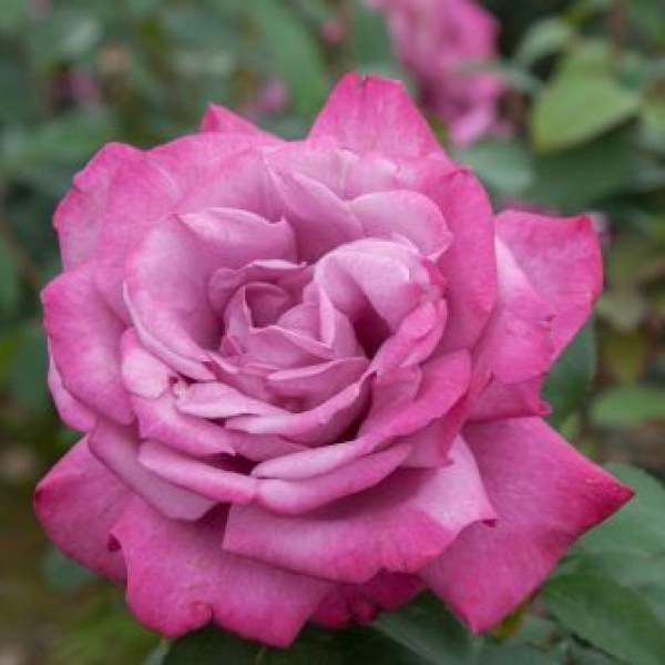 Ч-147 - Роза в саксия 7 л