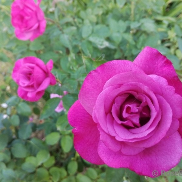 Ч-147 - Роза гол корен